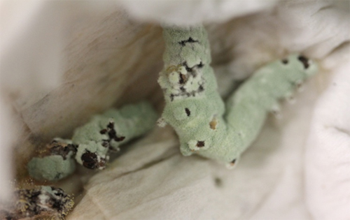 1729081150121982.jpg a3.jpg