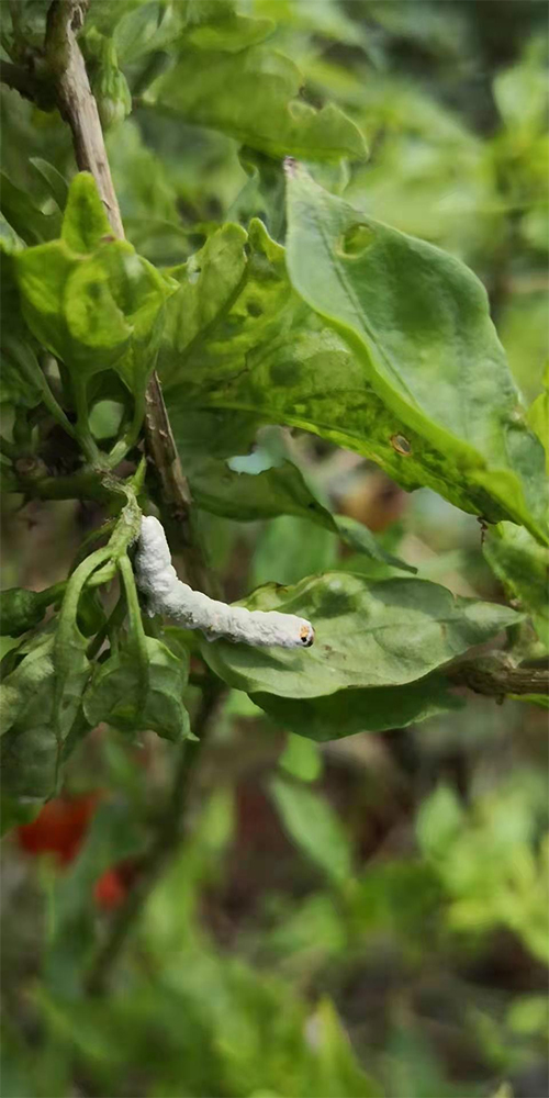 1729082425135674.jpg 未标题-4.jpg