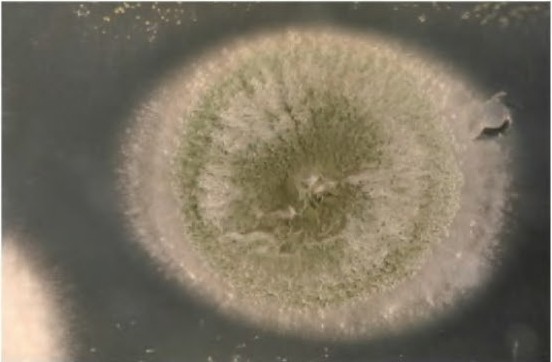 1729579211164553.jpg 微信图片_20241017152816.jpg